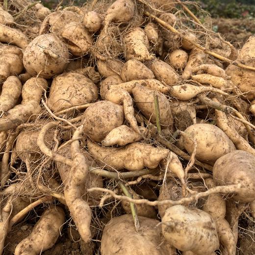 生态红薯（白皮黄心，中通） | 合作生产*Eco-sweet potato | Partner Production 商品图4