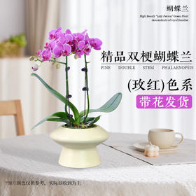【新年绿植】 双梗蝴蝶兰盆栽带花摆件植物（多样性发货）
