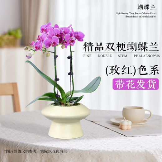 【新年绿植】 双梗蝴蝶兰盆栽带花摆件植物（多样性发货） 商品图0