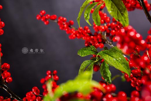 旗开得胜 商品图4