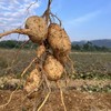 生态红薯（白皮黄心，中通） | 合作生产*Eco-sweet potato | Partner Production 商品缩略图3