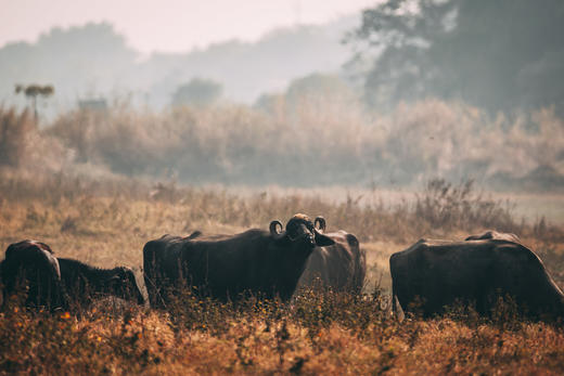 12月19日出发 广东“肯尼亚”水牛大迁徙1天行摄<精品小团> 商品图5