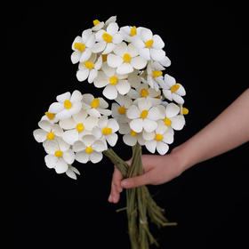 配花-紫罗兰干花(小白花)