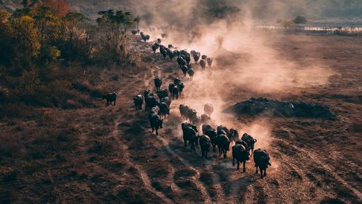 12月19日出发 广东“肯尼亚”水牛大迁徙1天行摄<精品小团> 商品图3