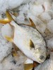鲜肥嫩【黄渤海海域 鲜金鲳鱼】肉厚无小刺 · 鲜香细嫩 肉质弹嫩紧实 完全不腥丰富营养 商品缩略图2