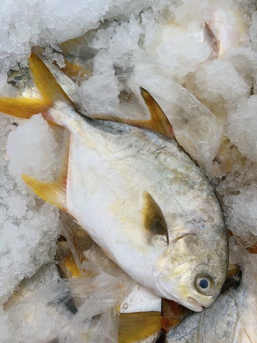 鲜肥嫩【黄渤海海域 鲜金鲳鱼】肉厚无小刺 · 鲜香细嫩 肉质弹嫩紧实 完全不腥丰富营养 商品图2