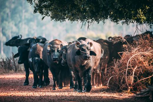 12月19日出发 广东“肯尼亚”水牛大迁徙1天行摄<精品小团> 商品图8