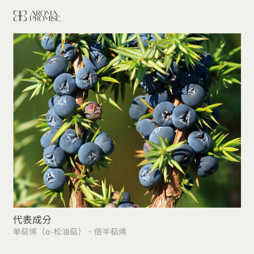 杜松果精油10ml  浆果与木质混合清新香气 商品图1