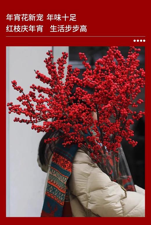 【新年绿植】红果冬青 真花鲜枝摆件新年植物（多样性发货） 商品图2