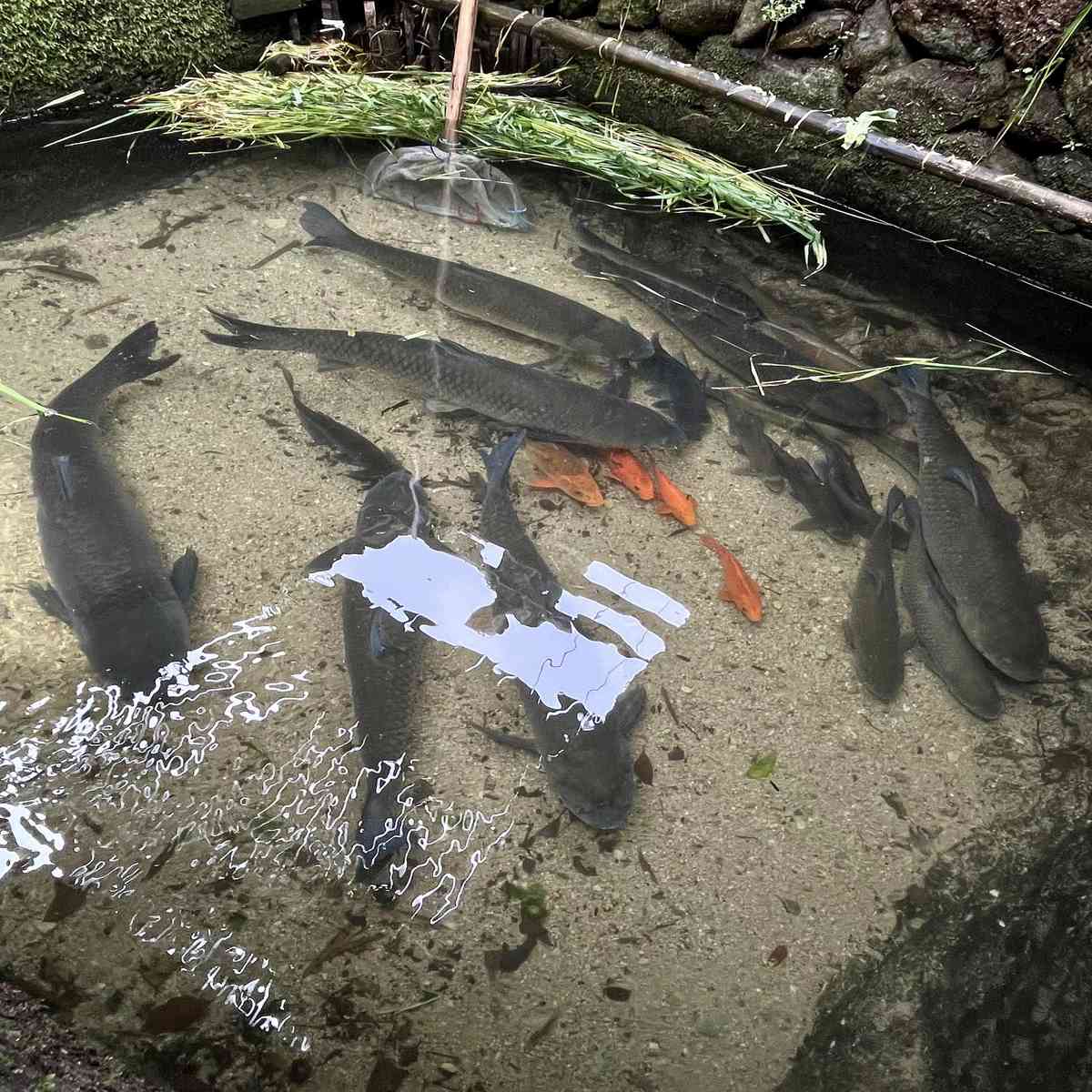 生态草鱼，1条4一4.2斤，肉质紧实，口感鲜嫩，汤汁清甜，无泥腥味