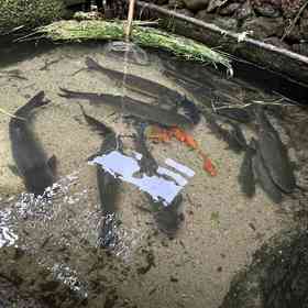 生态草鱼，1条4一4.2斤，肉质紧实，口感鲜嫩，汤汁清甜，无泥腥味