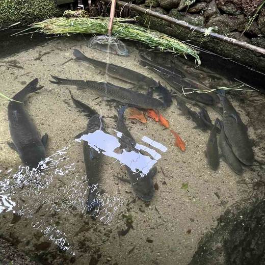 生态草鱼，1条4一4.2斤，肉质紧实，口感鲜嫩，汤汁清甜，无泥腥味 商品图0