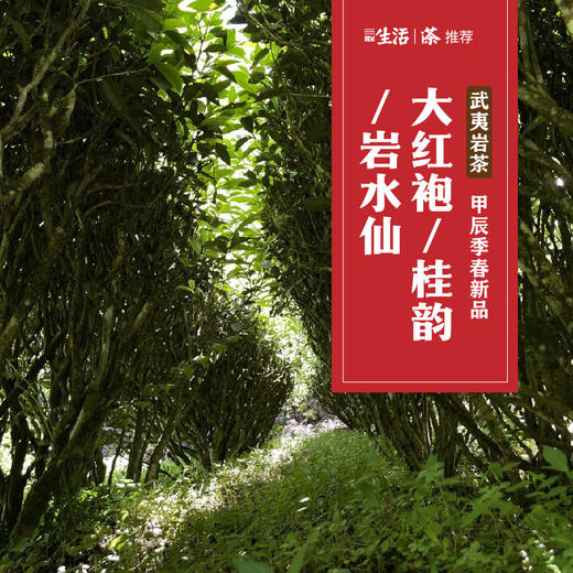 武夷岩茶：大红袍 / 桂韵 / 岩水仙 54g（9g*6泡）来自核心正岩产区 传统焙火工艺 三联生活爱茶推荐  商品图0