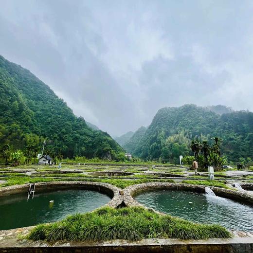 生态草鱼，1条4一4.2斤，肉质紧实，口感鲜嫩，汤汁清甜，无泥腥味 商品图1