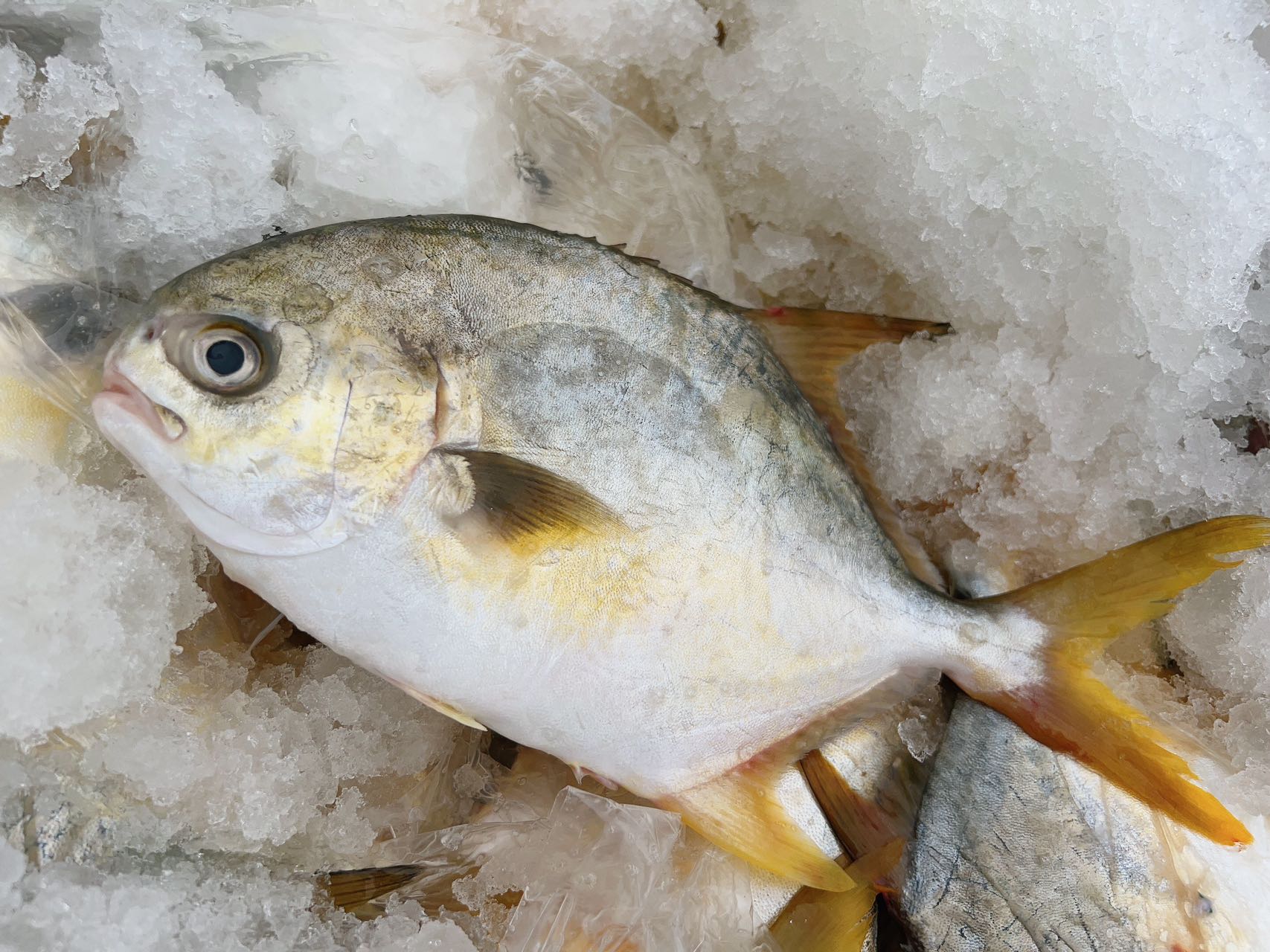 鲜肥嫩【黄渤海海域 鲜金鲳鱼】肉厚无小刺 · 鲜香细嫩 肉质弹嫩紧实 完全不腥丰富营养