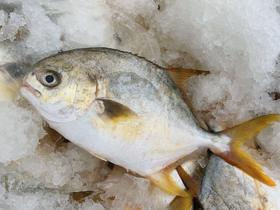 鲜肥嫩【黄渤海海域 鲜金鲳鱼】肉厚无小刺 · 鲜香细嫩 肉质弹嫩紧实 完全不腥丰富营养