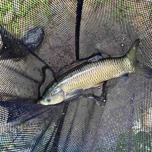 生态草鱼，1条4一4.2斤，肉质紧实，口感鲜嫩，汤汁清甜，无泥腥味 商品图3