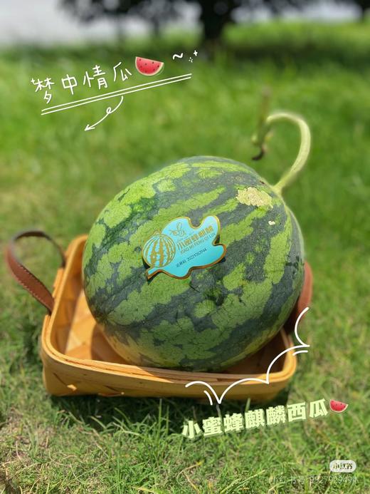 蜜蜂麒麟西瓜一箱(2粒） 商品图1