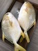 鲜肥嫩【黄渤海海域 鲜金鲳鱼】肉厚无小刺 · 鲜香细嫩 肉质弹嫩紧实 完全不腥丰富营养 商品缩略图1