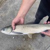 生态草鱼，1条4一4.2斤，肉质紧实，口感鲜嫩，汤汁清甜，无泥腥味 商品缩略图2