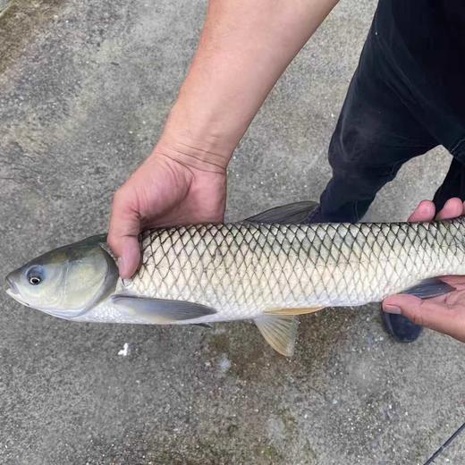 生态草鱼，1条4一4.2斤，肉质紧实，口感鲜嫩，汤汁清甜，无泥腥味 商品图2