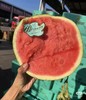 蜜蜂麒麟西瓜一箱(2粒） 商品缩略图4