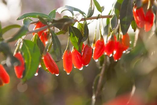 合作产品/有机枸杞汁  【农场发货  中通包邮】 商品图3