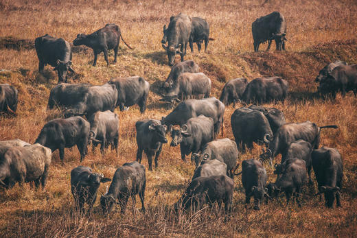 12月19日出发 广东“肯尼亚”水牛大迁徙1天行摄<精品小团> 商品图10