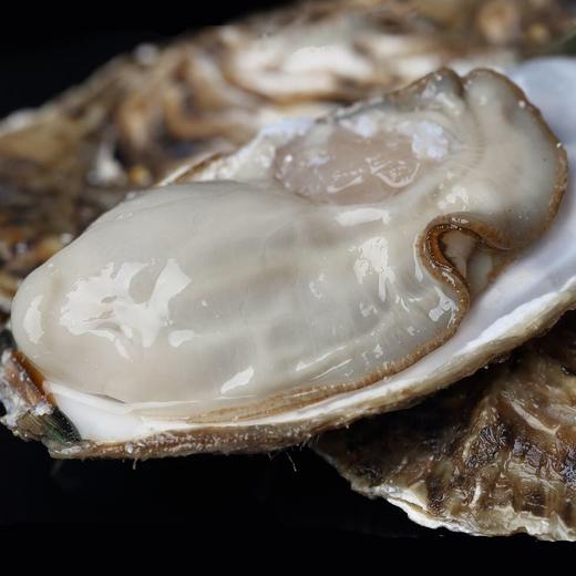 【送豪华3件套】乳山生蚝 净重4-4.5斤 肥美鲜甜 现捞现发 商品图4