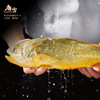 【年货礼】唐宫 陈年花雕蒸海钓黄鱼400g/条 【福利品】 商品缩略图3