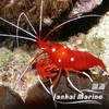 火焰虾-斯里兰卡 商品缩略图1