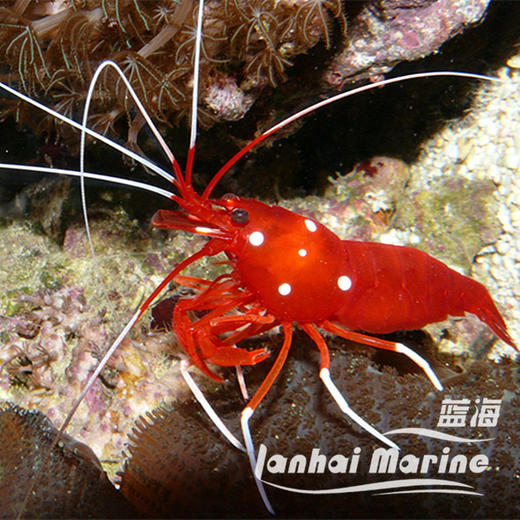 火焰虾-斯里兰卡 商品图1