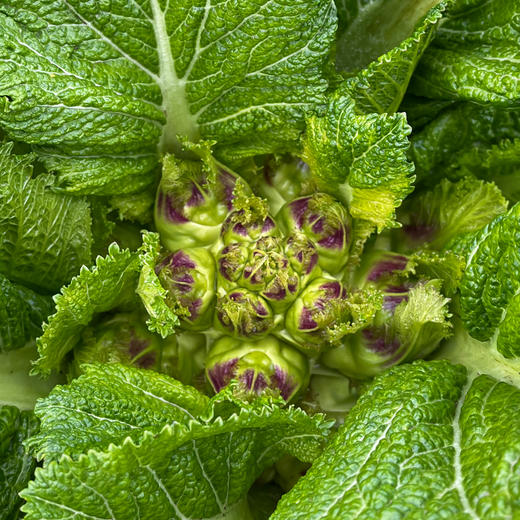 生态儿菜【含儿菜妈妈】（农场直发-顺丰包邮） | 4斤装，来自成都郫都【原乡农场，自产自销】 商品图8