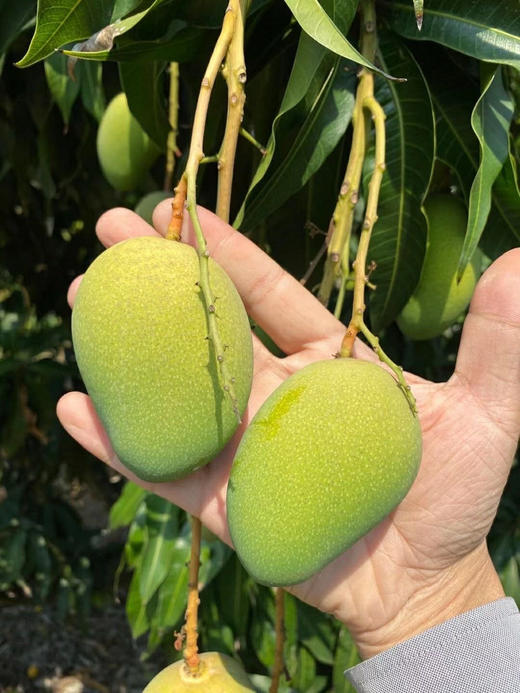 【分仓直发包邮】海南小台农3斤小果（单果50-70g） 商品图3