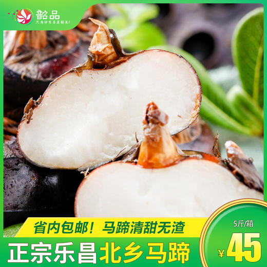 【马不停蹄的鲜甜，吃到的都是新鲜！】乐昌北乡马蹄，韶关原产地新鲜现挖！清甜爽口，细腻无渣，从田间直达家门口～ 【省内京东包邮】 商品图0