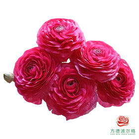 洋牡丹-超级-欧若拉 5枝1扎