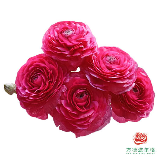 洋牡丹-超级-欧若拉 5枝1扎 商品图0