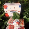 【基地直发】九九红颜草莓，颗颗精选果实饱满，口感香甜多汁，2.4斤礼盒装 （400g*3）大中小果混拼 商品缩略图2