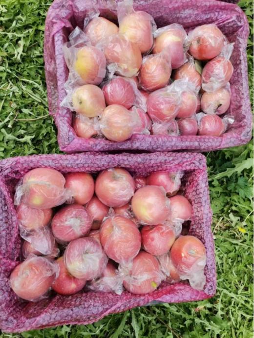 【xzg】9斤35元！山西高坡冰糖心丑苹果快递发货！ 商品图3