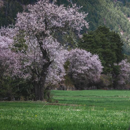 春季林芝-墨脱 | 雪域桃花自然人文探索 7天6晚 商品图9