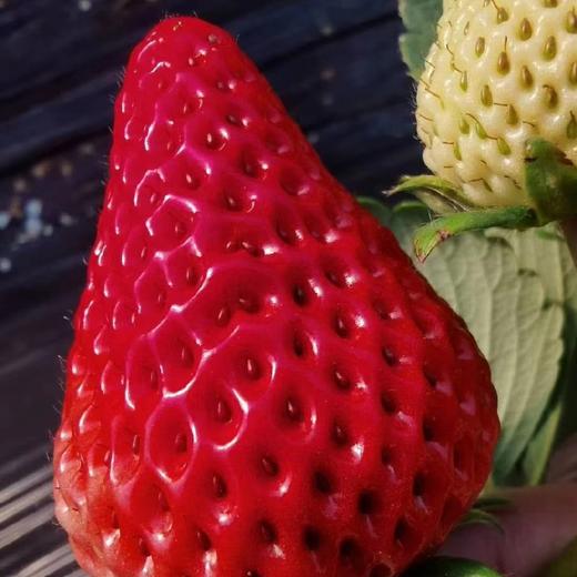 【基地直发】九九红颜草莓，颗颗精选果实饱满，口感香甜多汁，2.4斤礼盒装 （400g*3）大中小果混拼 商品图4