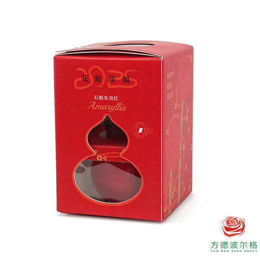 【新年款】红花-平安喜乐 石蜡朱顶红（不用浇水） 商品图1