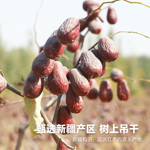 【FX】西域美农新疆和田骏枣1000g  礼盒装 商品图3