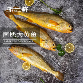 浙一鲜南麂黄鱼礼盒送礼佳品 温州地区包邮