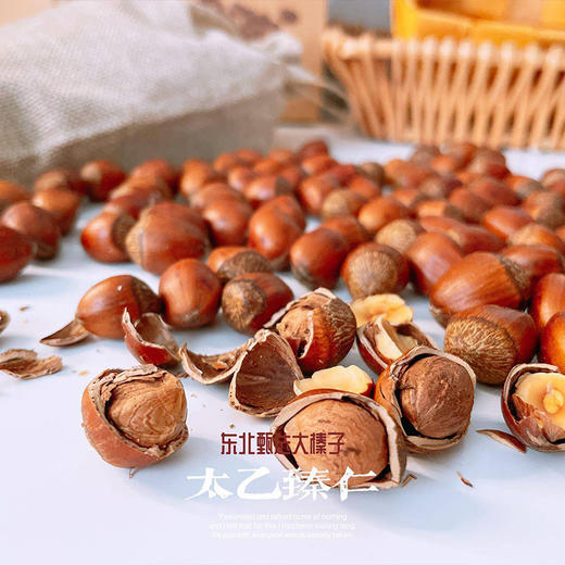 【分仓直发包邮】太乙臻仁东北大榛子500g/袋（2袋/4袋可选） 商品图2