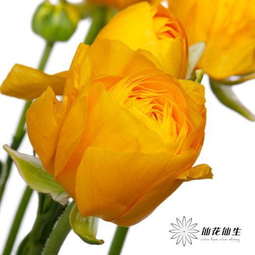 配花 | 成功洋牡丹重香水 商品图2