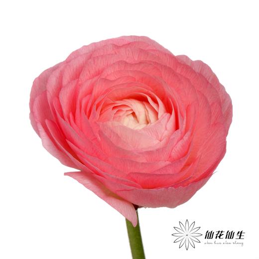 配花 | 成功洋牡丹梵尔赛 商品图2