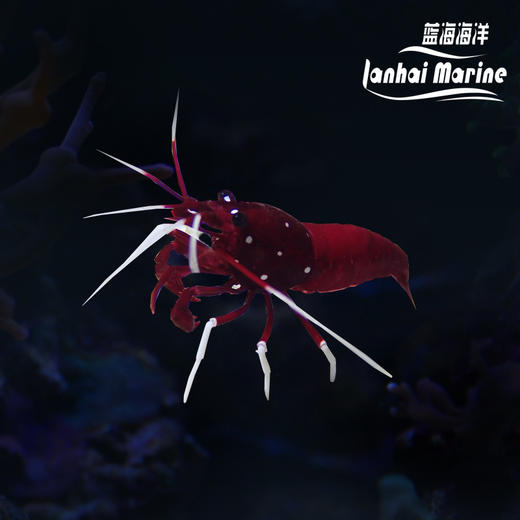 火焰虾-印尼 商品图0