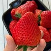 【基地直发】九九红颜草莓，颗颗精选果实饱满，口感香甜多汁，2.4斤礼盒装 （400g*3）大中小果混拼 商品缩略图3