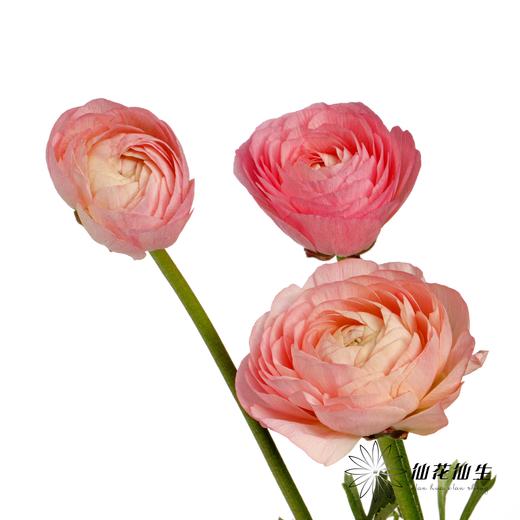 配花 | 成功洋牡丹梵尔赛 商品图3